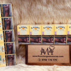 Thuốc lá Camel Yellow Premium Tobaccos Since 1913 (Philippines) 41 thuoclangoaicaocap com 18 - Thuoclangoaicaocap.com | Chuyên Thuốc Lá Ngoại Cao Cấp & Xì Gà